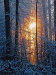 Winterwald mit Sonne, Foto: K. Eifler
