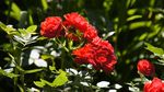 Rote Rosen, Foto K. Eifler