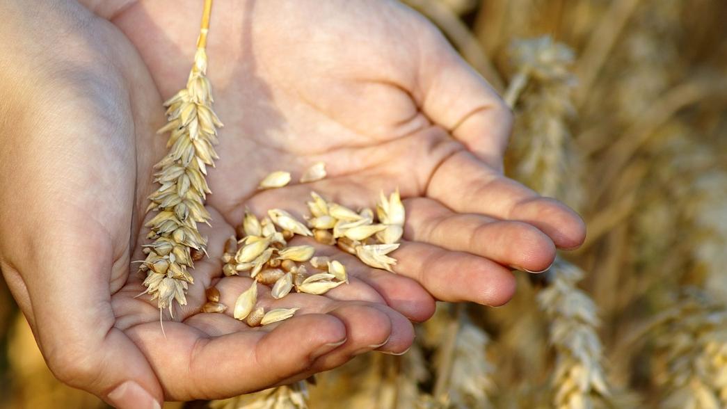wheat, by Marzena P. from Pixabay