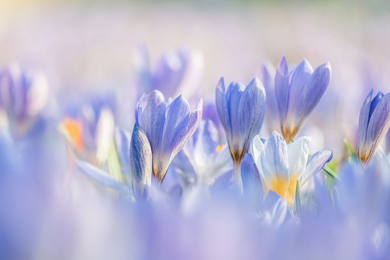 crocuses, Couleur from Pixabay, 04/2024