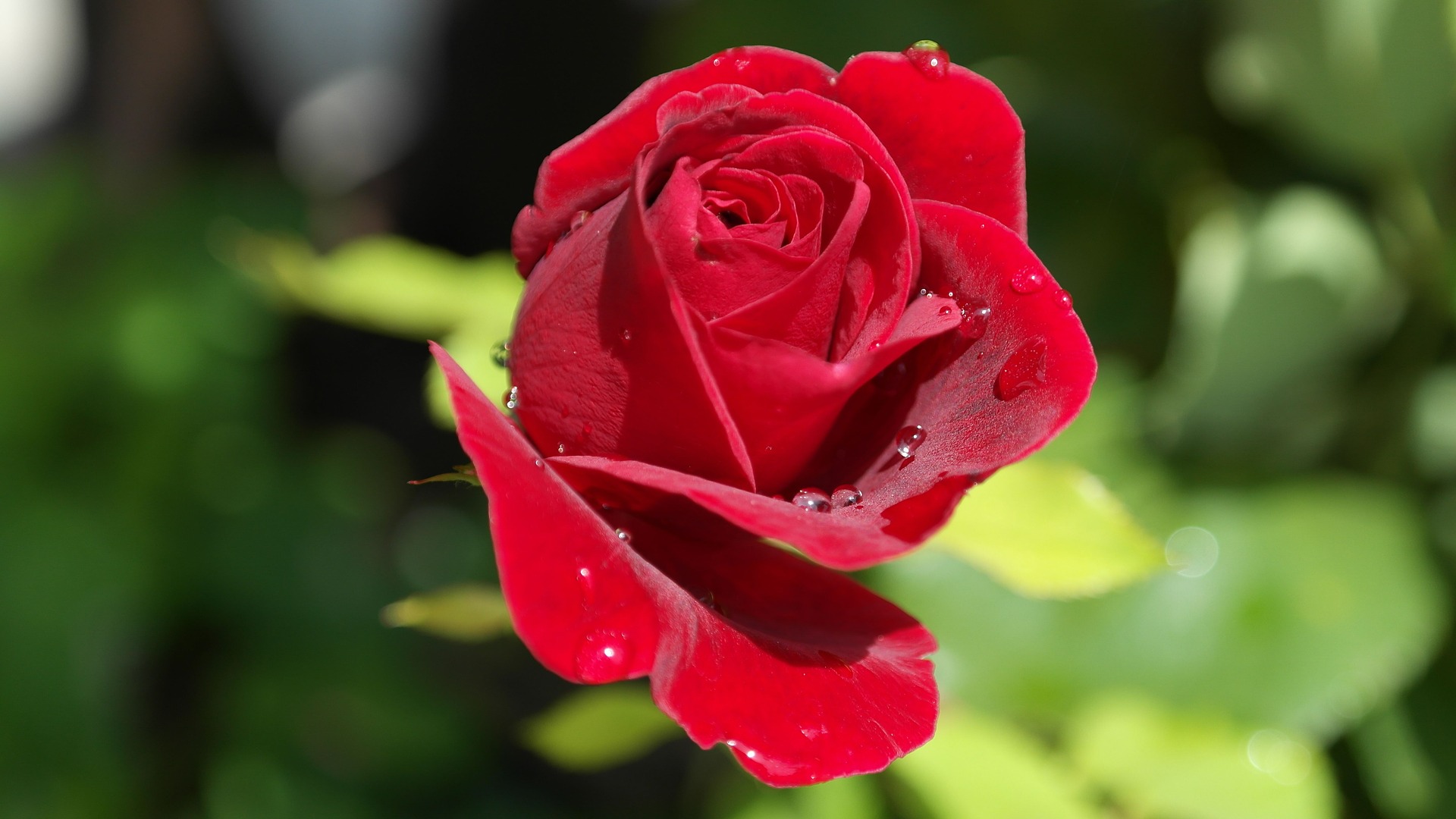 Rose, Bild von RitaE auf Pixabay