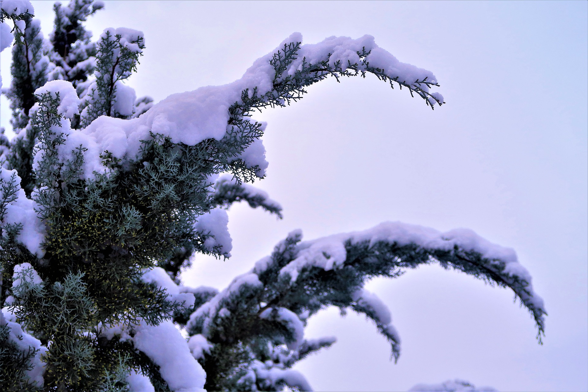 Winter Schnee Wald Pixabay.com