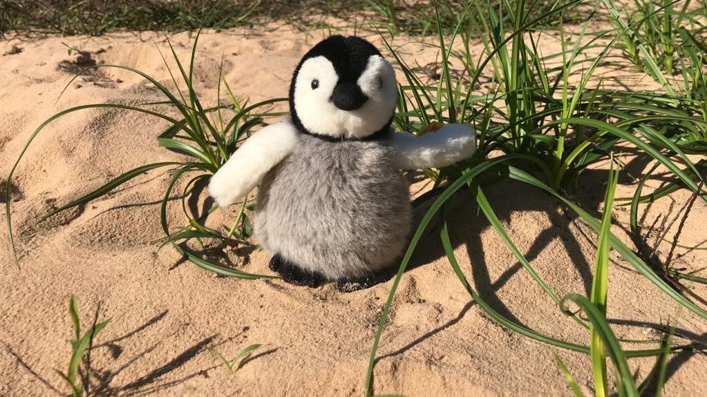 Pinguin im Sand, Foto L. Kaiser