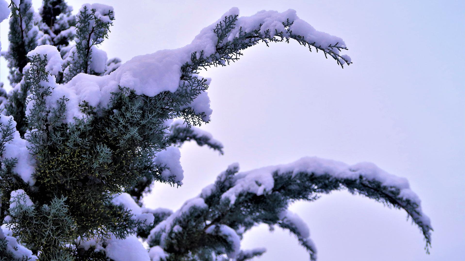 Winter Schnee Wald Pixabay.com