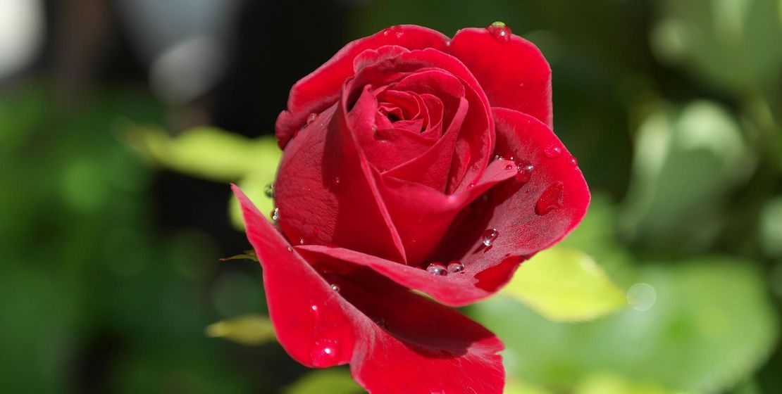 Rose, Bild von RitaE auf Pixabay