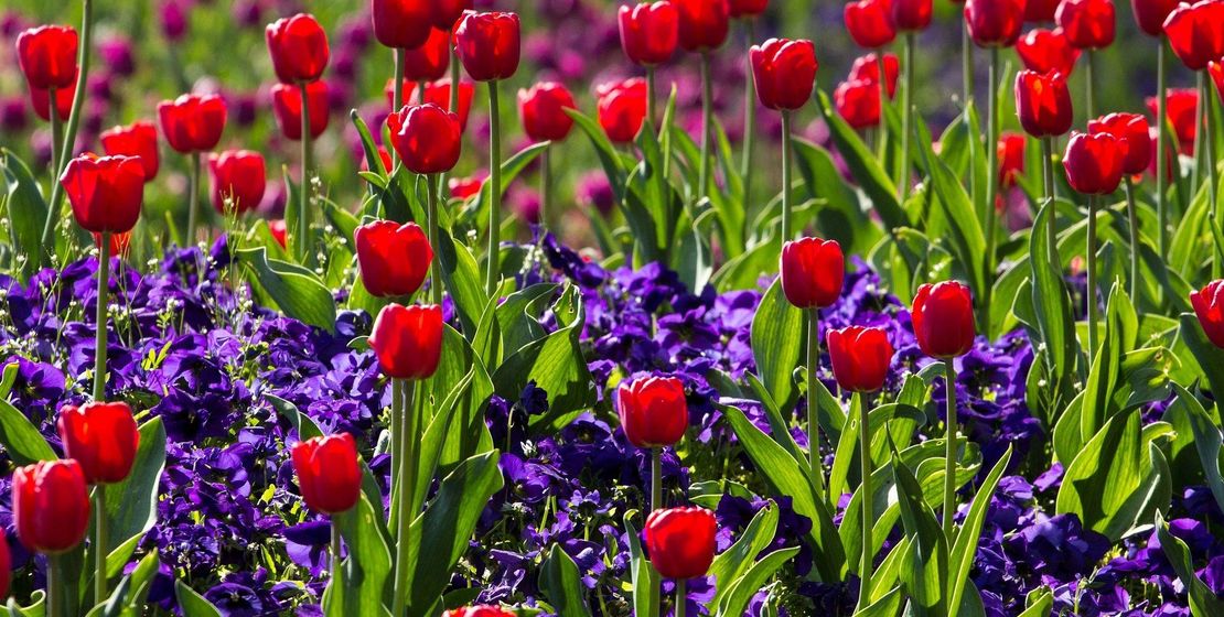 Tulpen, pixabay