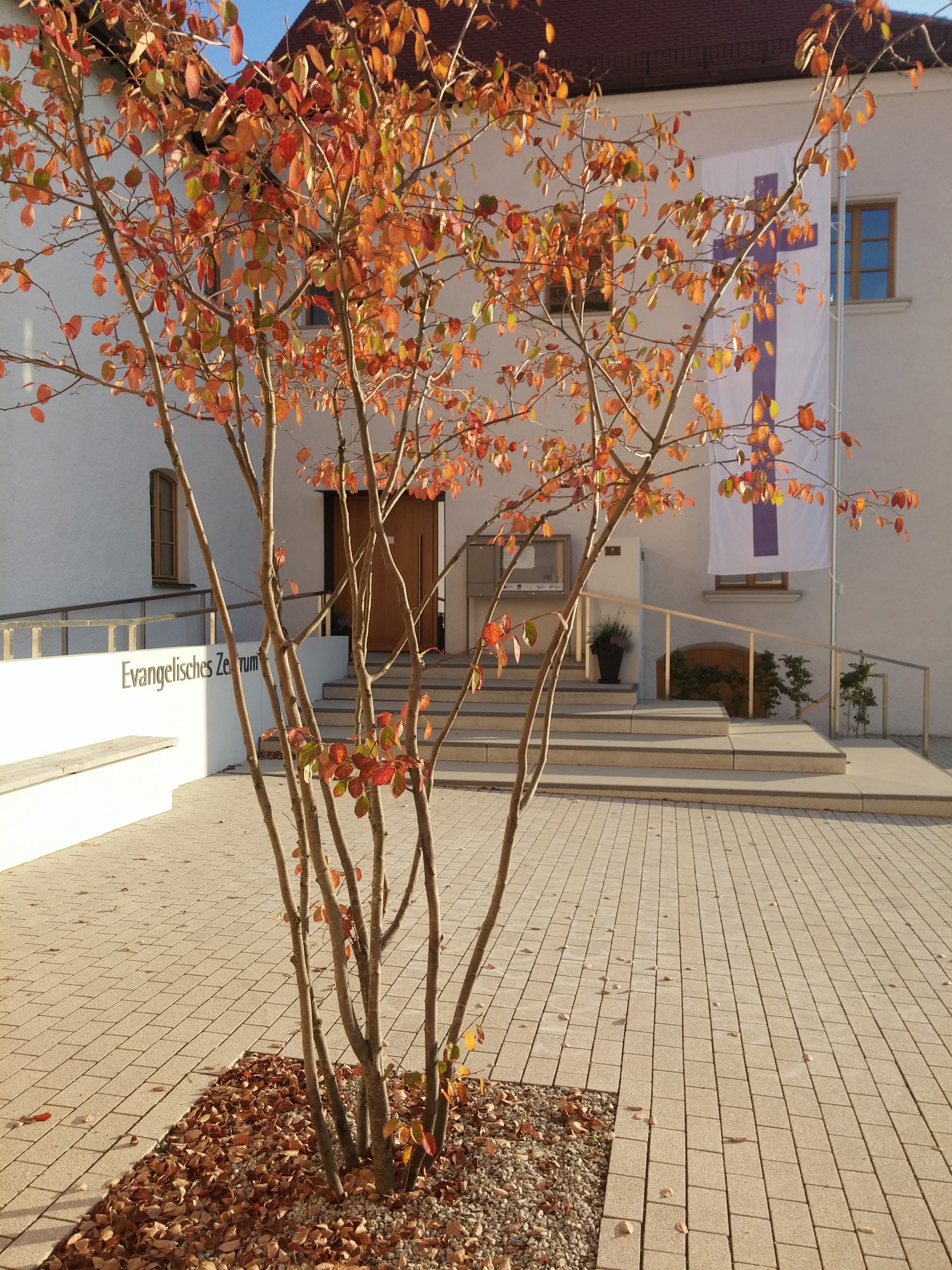 Baum im Evangelisches Zentrum, gepflanzt mit unserem Baum im Luthergarten Wittenberg