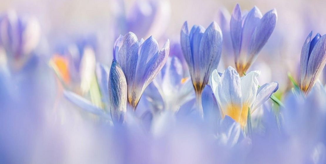 crocuses, Couleur from Pixabay, 04/2024